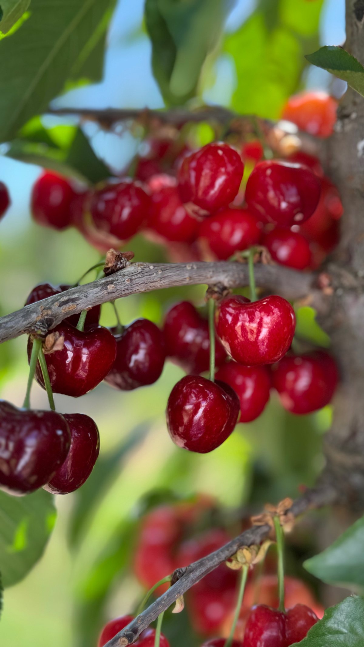 Cerejas maduras no pé, no pomar